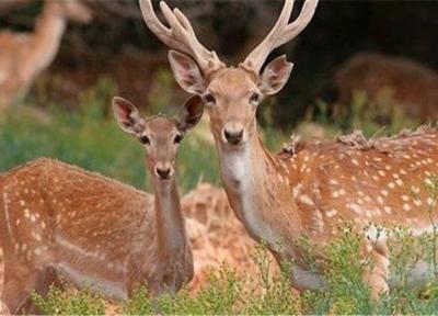 طرح هایی که گوزن ها را به دردسر می اندازد!