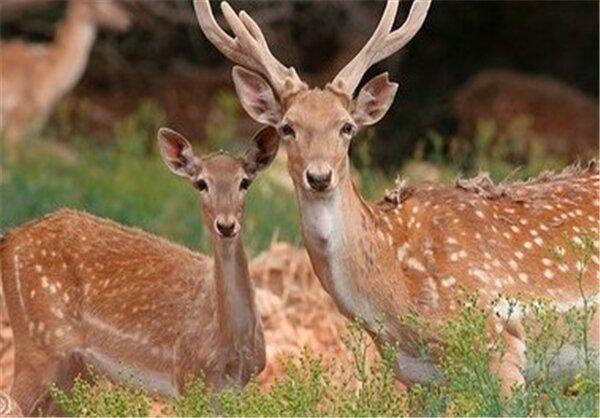 طرح هایی که گوزن ها را به دردسر می اندازد!