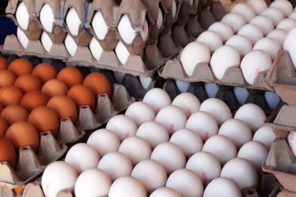 صادرات تخم مرغ خوراکی محدود شد