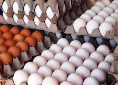 صادرات تخم مرغ خوراکی محدود شد
