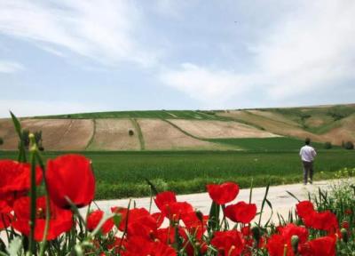 جشنواره شقایق های کالپوش و استقبال گردشگران از آن