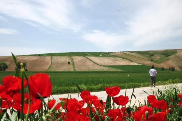 جشنواره شقایق های کالپوش و استقبال گردشگران از آن