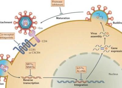 داروهای ضدویروسی HIV چگونه در بدن عمل می نمایند و چرا مصرفشان حیاتی اند؟