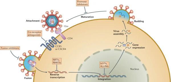 داروهای ضدویروسی HIV چگونه در بدن عمل می نمایند و چرا مصرفشان حیاتی اند؟